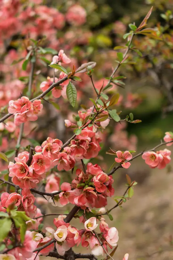 Pink blossoms (3)